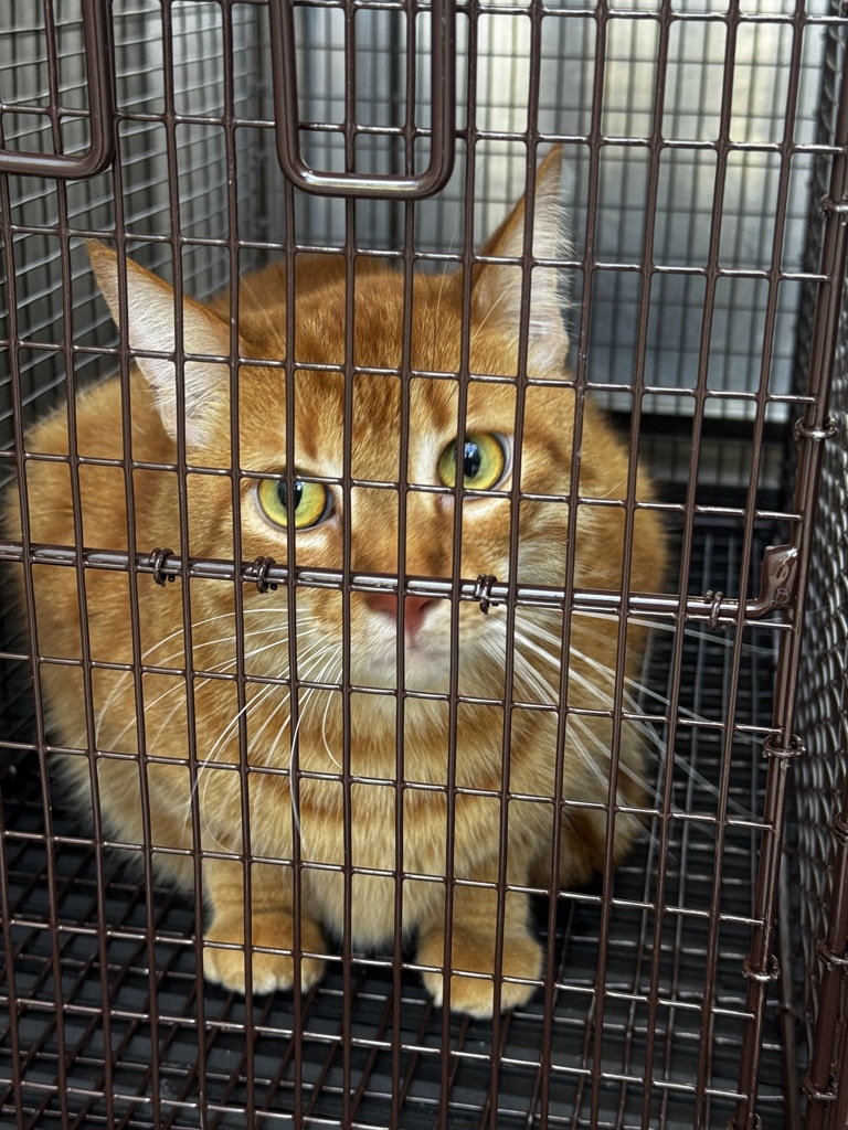 Shelter Stray Unknown Cat last seen Near N Hills Drive, AUSTIN, TX, 78731, 7201 Levander Loop bldg a, Austin, TX 78702, USA