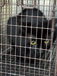 Shelter Stray Female Cat last seen Near N Hills Drive, AUSTIN, TX, 78731, 7201 Levander Loop bldg a, Austin, TX 78702, USA