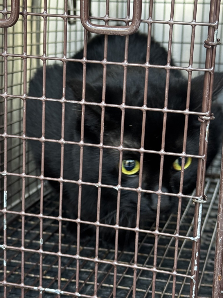 Shelter Stray Female Cat last seen Near N Hills Drive, AUSTIN, TX, 78731, 7201 Levander Loop bldg a, Austin, TX 78702, USA