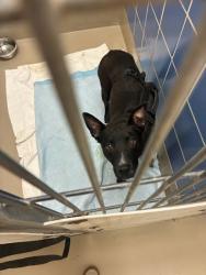 Shelter Stray Unknown Dog last seen Near W North Loop Boulevard, AUSTIN, TX, 78751, 7201 Levander Loop bldg a, Austin, TX 78702, USA