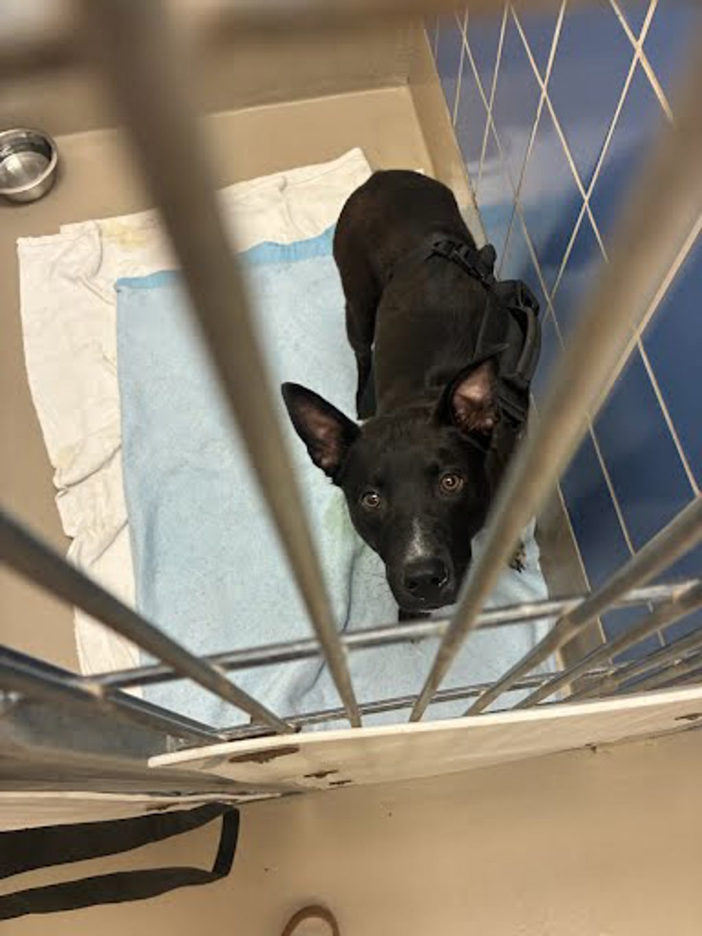 Shelter Stray Unknown Dog last seen Near W North Loop Boulevard, AUSTIN, TX, 78751, 7201 Levander Loop bldg a, Austin, TX 78702, USA
