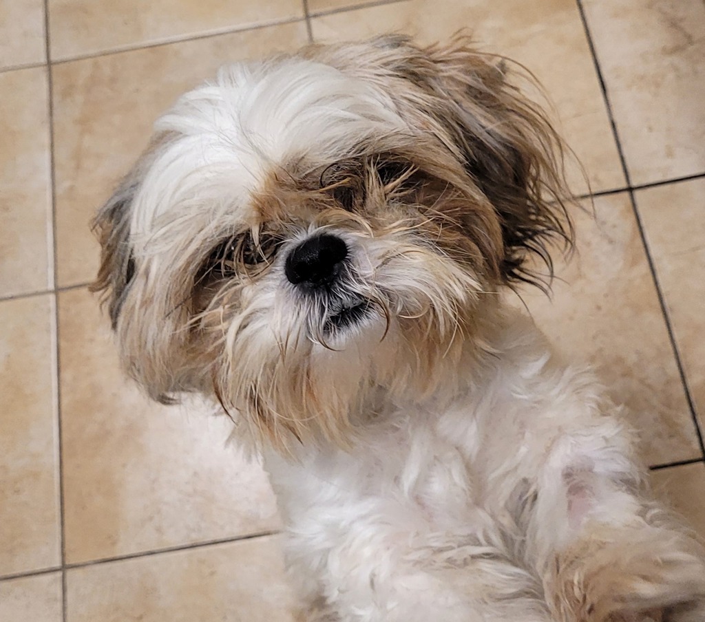 Shelter Stray Male Dog last seen N Amherst, PORTLAND, OR, 97203, 1700 W Historic Columbia River Hwy, Troutdale, OR 97060, USA