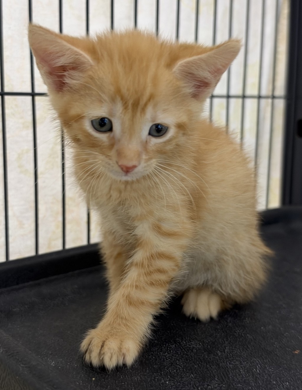 Shelter Stray Male Cat last seen Near Airport Road, Oceanside, CA, 92058, Oceanside, CA 92058, USA