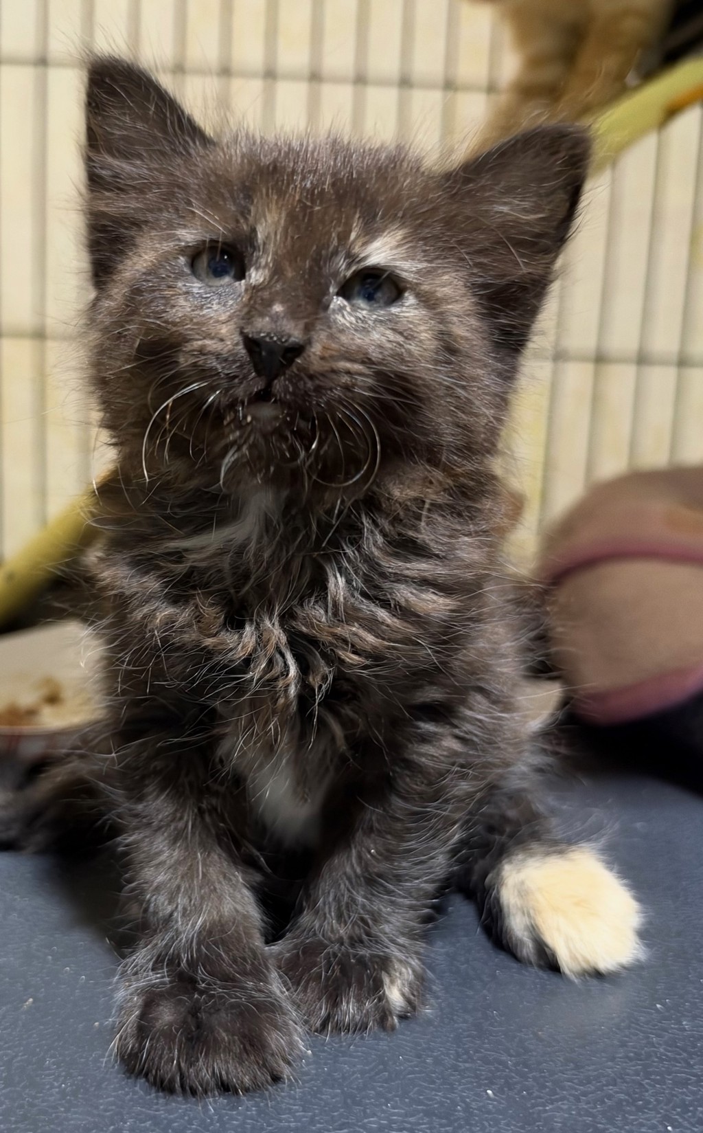 Shelter Stray Female Cat last seen Near Airport Road, Oceanside, CA, 92058, Oceanside, CA 92058, USA