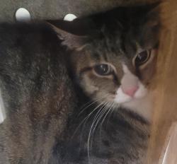 Shelter Stray Unknown Cat last seen SE 37th ave and SE Wahington st, OR, 1700 W Historic Columbia River Hwy, Troutdale, OR 97060, USA
