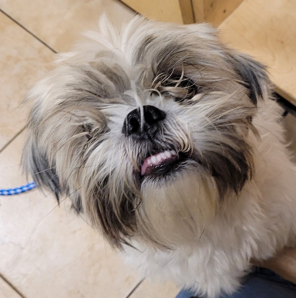 Shelter Stray Unknown Dog last seen 164th/ Burnside, PORTLAND, OR, 97230, 1700 W Historic Columbia River Hwy, Troutdale, OR 97060, USA