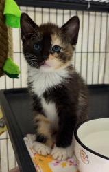 Shelter Stray Female Cat last seen Near Airport Road, Oceanside, CA, 92058, Oceanside, CA 92058, USA