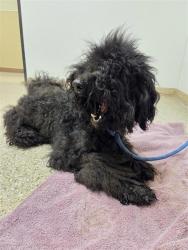 Shelter Stray Female Dog last seen Mill Plain Blvd & Chkalov Dr, VANCOUVER, WA, 98684, 1100 NE 192nd Ave, Vancouver, WA 98684, USA