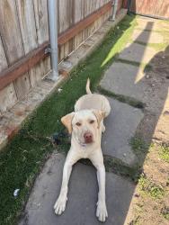 Reunited Female Dog last seen Tobias dr, Chula Vista, CA 91911