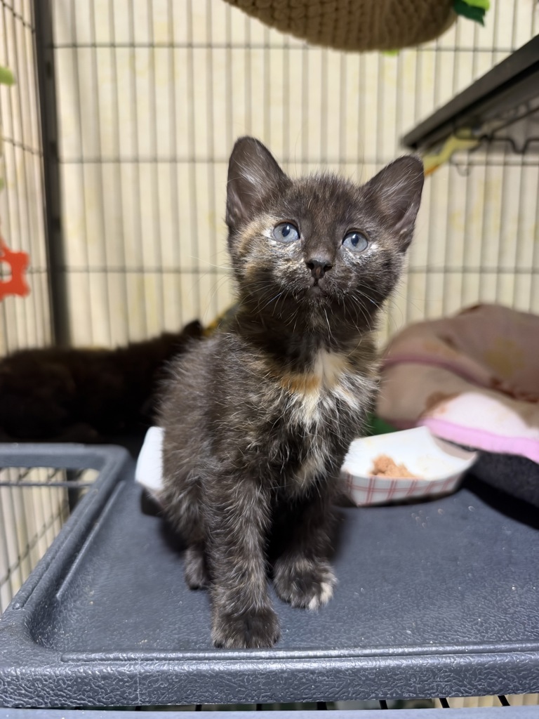 Shelter Stray Female Cat last seen Near Airport Road, Oceanside, CA, 92058, Oceanside, CA 92058, USA