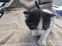 Shelter Stray Female Cat last seen Steinway Avenue, STATEN ISLAND, NY, 10314, 326 E 110th St, New York, NY 10029, USA