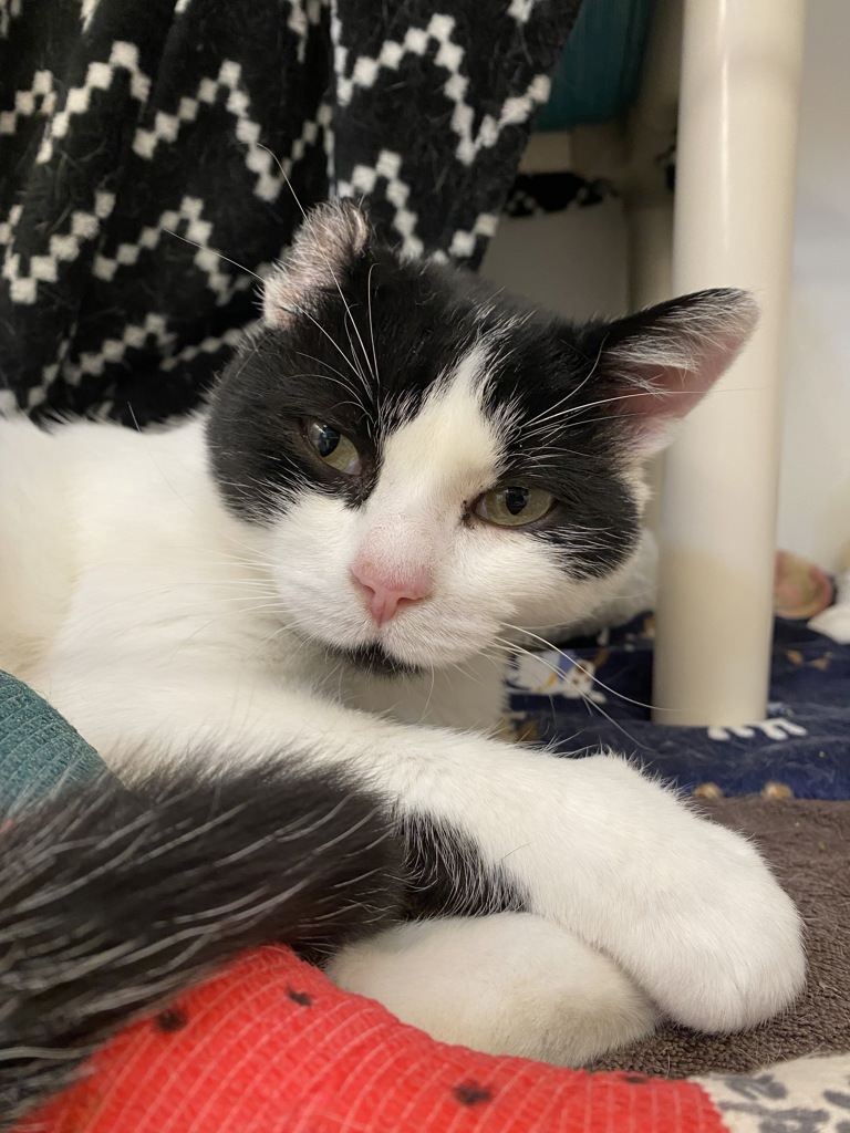 Shelter Stray Male Cat last seen Near Potomac Street, San Diego, CA, 92139, 5500 Gaines St, San Diego, CA 92110, USA