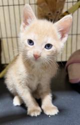 Shelter Stray Male Cat last seen Near Airport Road, Oceanside, CA, 92058, Oceanside, CA 92058, USA