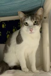 Shelter Stray Female Cat last seen Near 41st Street, San Diego, CA, 92102, 5500 Gaines St, San Diego, CA 92110, USA
