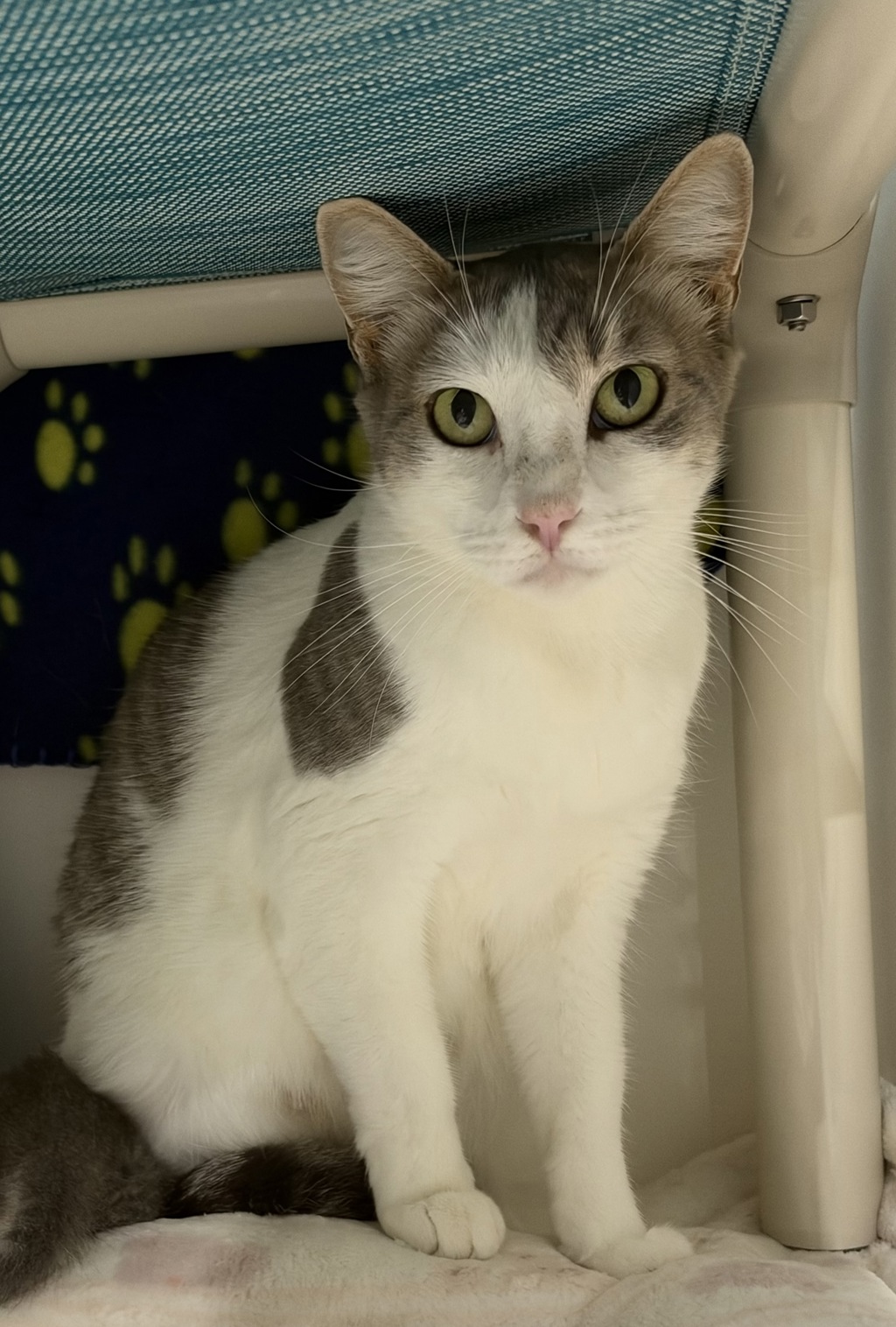 Shelter Stray Female Cat last seen Near 41st Street, San Diego, CA, 92102, 5500 Gaines St, San Diego, CA 92110, USA