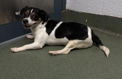 Shelter Stray Female Dog last seen Near 2nd Avenue, Manhattan, NY, 10065, 326 E 110th St, New York, NY 10029, USA