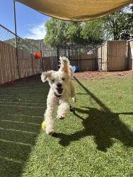 Shelter Stray Male Dog last seen Near W Bernardo Drive, San Diego, CA, 92127, Escondido, CA 92027, USA