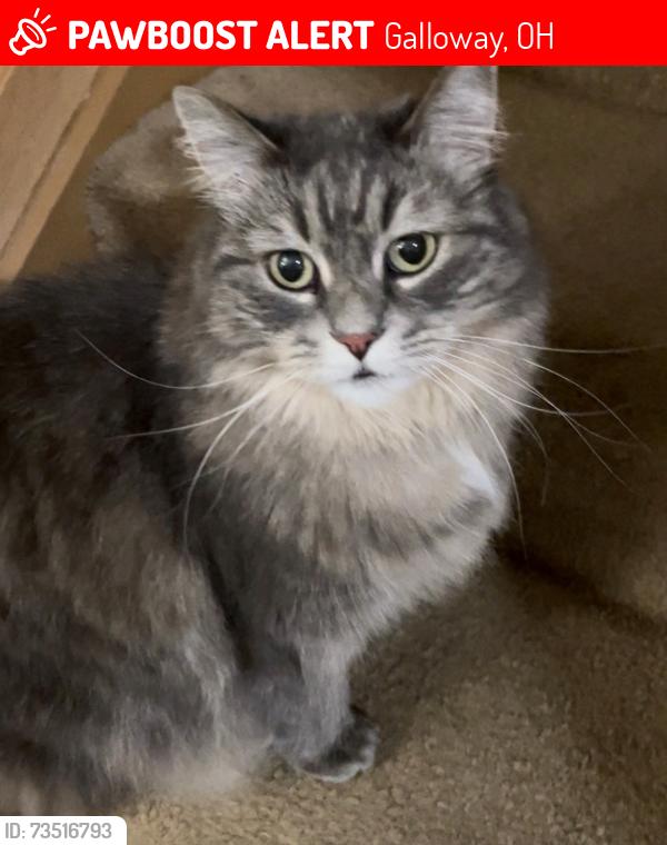 Lost Female Cat last seen Hillbrook Dr Galloway, Ohio 43119, Galloway, OH 43119