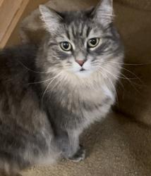 Lost Female Cat last seen Hillbrook Dr Galloway, Ohio 43119, Galloway, OH 43119