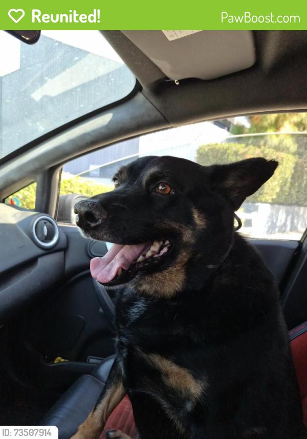Reunited Male Dog last seen Ventura, Los Angeles, CA 91316