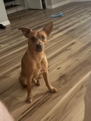 Found/Stray Male Dog last seen Homosassa trail and rock crusher, Homosassa, FL 34448