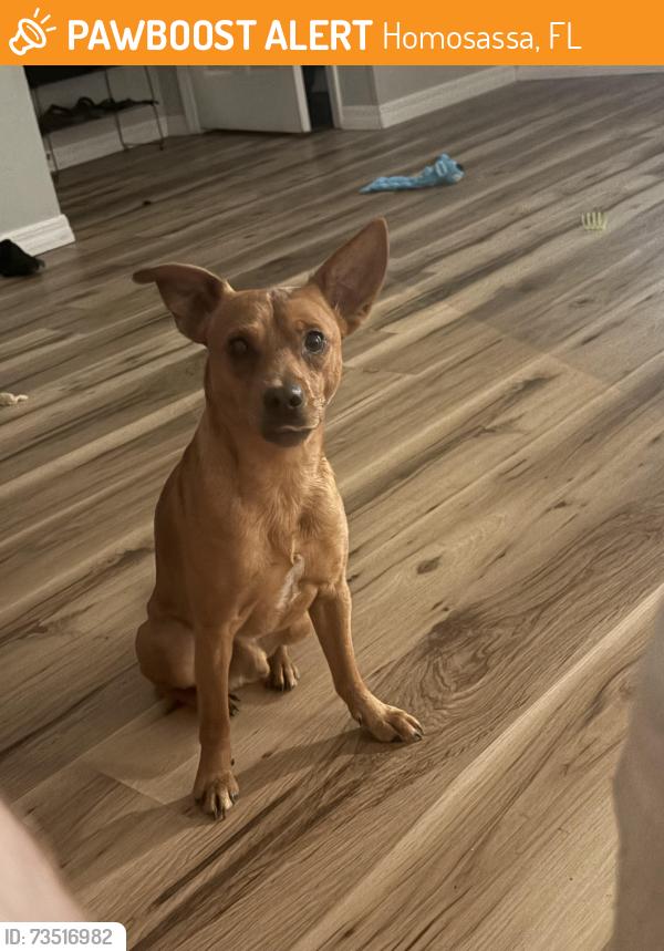 Found/Stray Male Dog last seen Homosassa trail and rock crusher, Homosassa, FL 34448