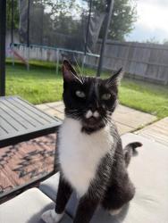 Lost Male Cat last seen Dezavala, San Antonio, TX 78249