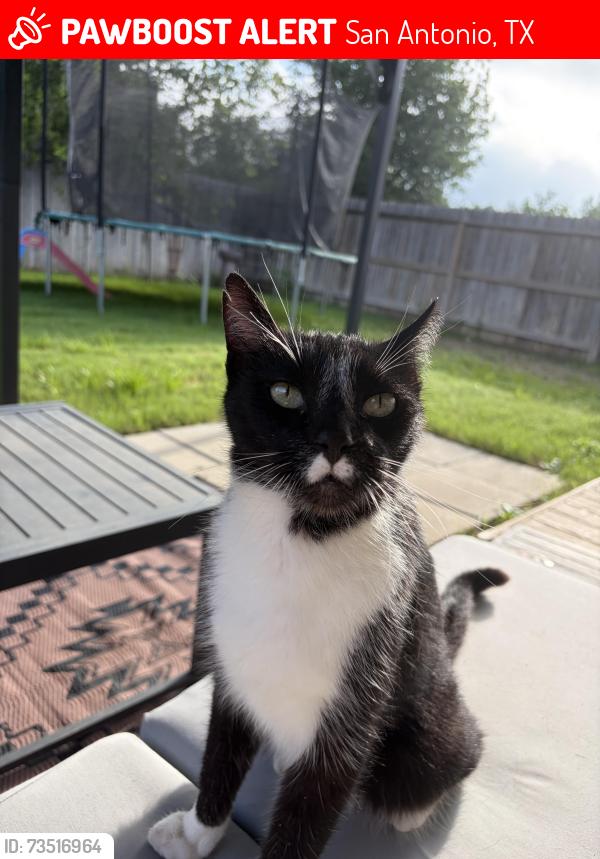 Lost Male Cat last seen Dezavala, San Antonio, TX 78249