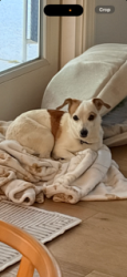 Found/Stray Male Dog last seen Lake Manor Drive, Chatsworth, CA 91311