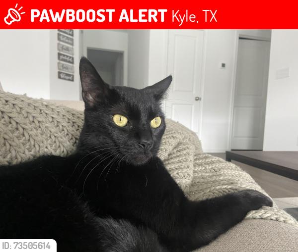 Lost Male Cat last seen Rioja, Kyle, TX 78640