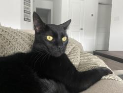 Lost Male Cat last seen Rioja, Kyle, TX 78640