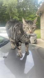 Lost Male Cat last seen Jenny Lind, Fort Smith, AR 72901
