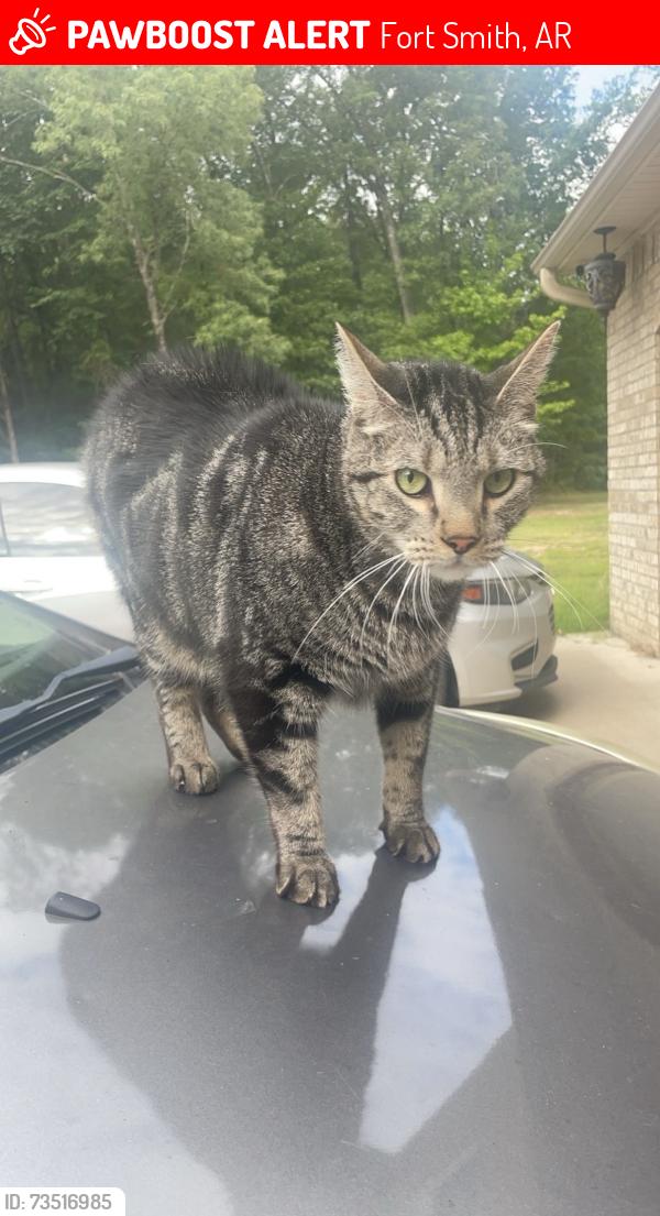 Lost Male Cat last seen Jenny Lind, Fort Smith, AR 72901