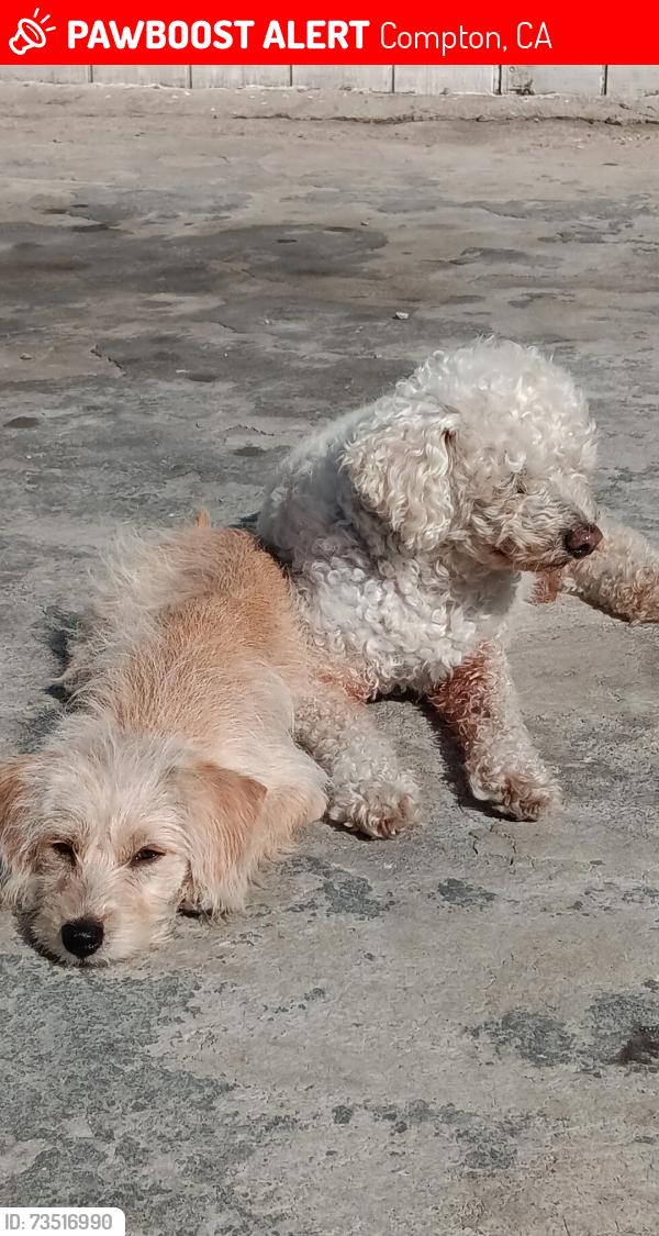 Lost Male Dog last seen Wilmington, Compton, CA 90222