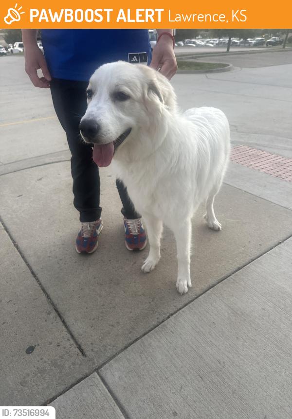 Found/Stray Unknown Dog last seen Across from slawson hall on Naismith drive, Lawrence, KS 66044