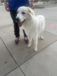 Found/Stray Unknown Dog last seen Across from slawson hall on Naismith drive, Lawrence, KS 66044