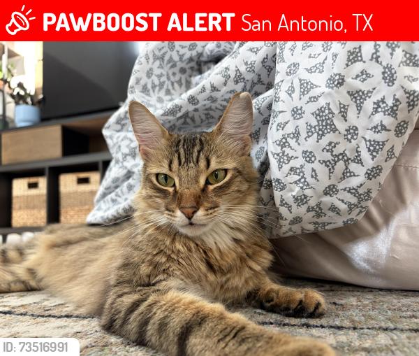 Lost Male Cat last seen Dezavala, San Antonio, TX 78249
