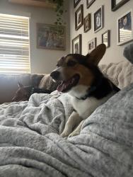 Reunited Male Dog last seen Candelia Ave NW, Albuquerque, NM 87114