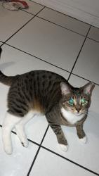 Lost Female Cat last seen Near polk st Hollywood, FL 33020, Hollywood, FL 33020