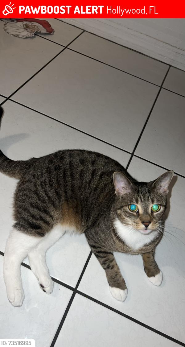 Lost Female Cat last seen Near polk st Hollywood, FL 33020, Hollywood, FL 33020