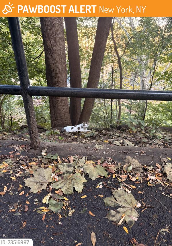 Found/Stray Unknown Cat last seen Far north of Jackie Robinson park, Sugar Hill, Harlem, New York, NY 10039