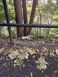 Found/Stray Unknown Cat last seen Far north of Jackie Robinson park, Sugar Hill, Harlem, New York, NY 10039