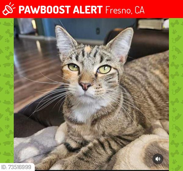 Lost Female Cat last seen Laz paz ave and Oswego, Fresno, CA 93723