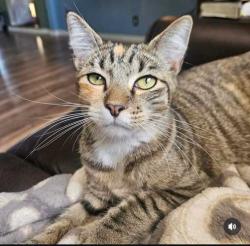 Lost Female Cat last seen Laz paz ave and Oswego, Fresno, CA 93723
