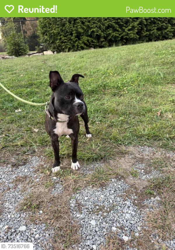 Reunited Male Dog last seen Queen St Hendersonville, NC 28792, Hendersonville, NC 28792