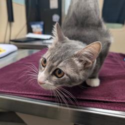 Shelter Stray Female Cat last seen , 2608 Center St, Tacoma, WA 98409, USA