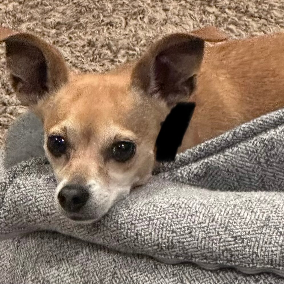 Shelter Stray Female Dog last seen , 2608 Center St, Tacoma, WA 98409, USA