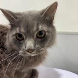 Shelter Stray Male Cat last seen , 3607 N Armenia Ave, Tampa, FL 33607, USA