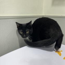 Shelter Stray Female Cat last seen , 3607 N Armenia Ave, Tampa, FL 33607, USA
