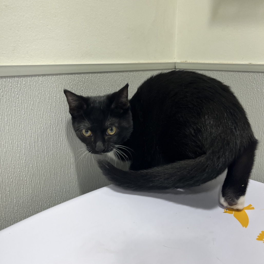 Shelter Stray Female Cat last seen , 3607 N Armenia Ave, Tampa, FL 33607, USA